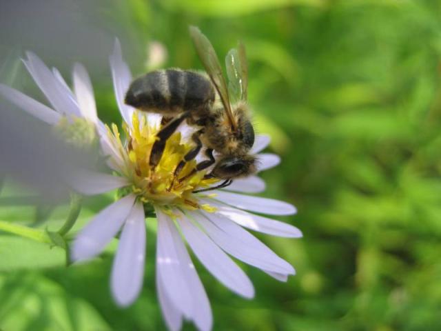Пчела на цветке ромашки