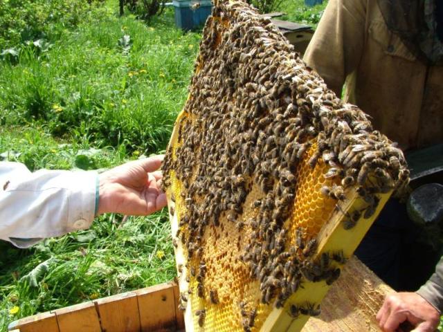 Пчелы сбегают на низ сота  